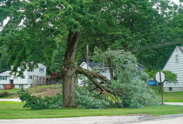 Why Choose Our Tree Removal Services in Allendale, MI?