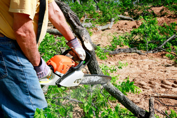 Trusted Allendale, MI  Tree Services Experts